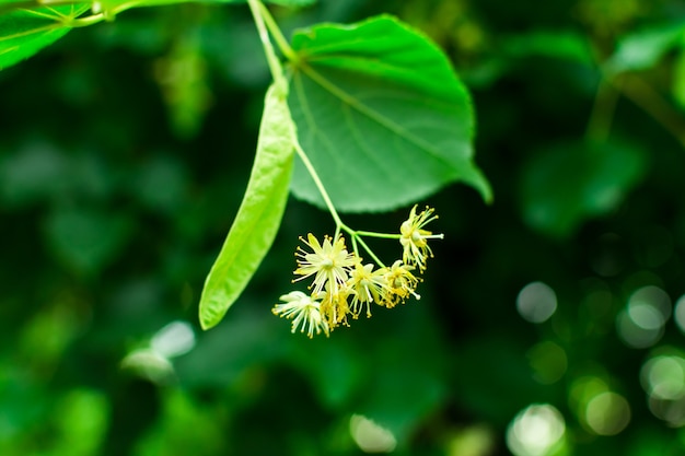 Flowers of a linden tree among green leaves on a bright spring day.