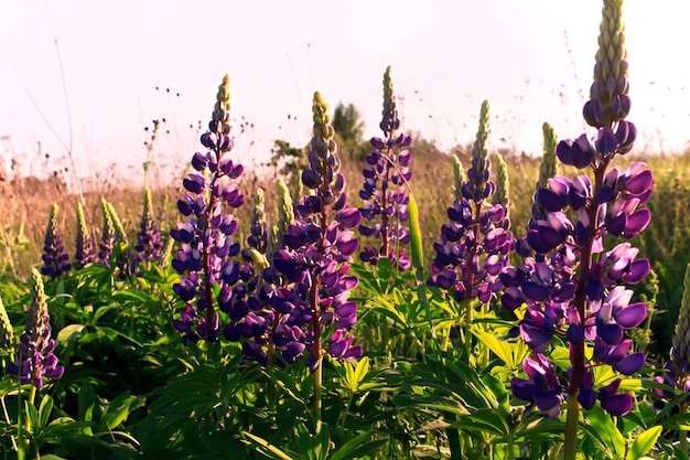 Flowers of lupinus in bloom. Beautiful flowering meadow.