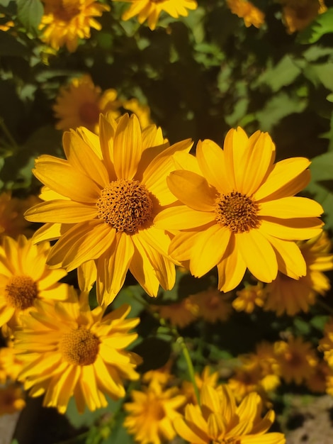 Flowers in macro shot