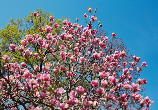 Flowers of magnolia tree over blue sky in springtime.