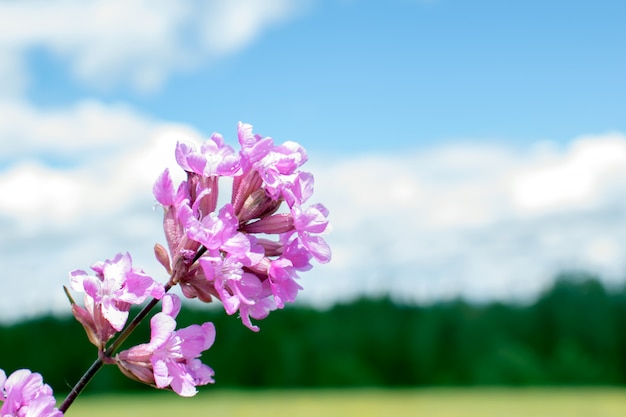 Flowers on a meadow as a background