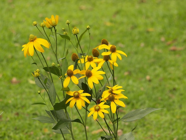 Flowers in the meadow