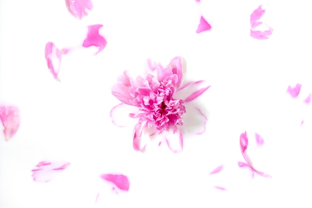 Flowers and milk Bath Pink peony flower in milk The concept of tender beauty