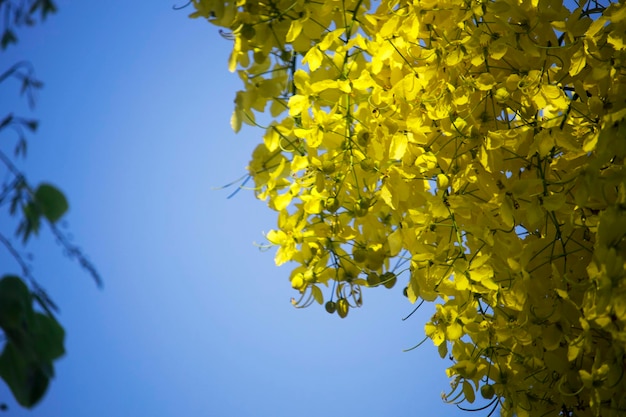 Flowers multiply blossoming on the tree