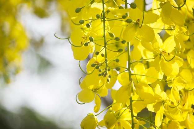 Flowers multiply blossoming on the tree