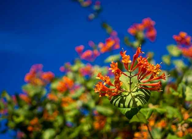 Flowers and nature in the morning Still bright This flower is Lonicera caprifoliumhe sky is clear