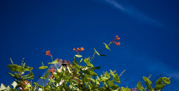 Flowers and nature in the morning Still bright This flower is Lonicera caprifoliumhe sky is clear