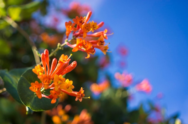 Flowers and nature in the morning Still bright This flower is Lonicera caprifoliumhe sky is clear