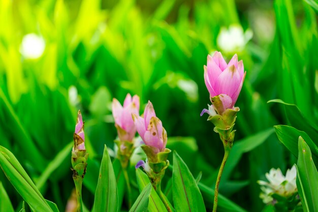 Flowers in nature.