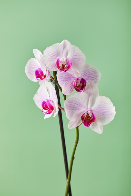 Flowers orchid phalaenopsis white flowers with pink veins and core on green background