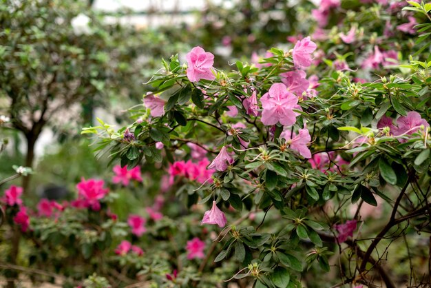 Flowers of pale pink azalia bush in spring garden