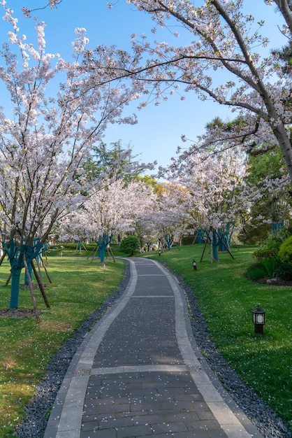 The flowers in the park are full of flowers