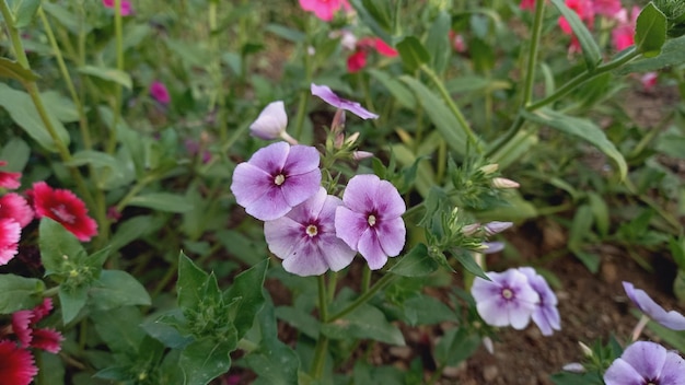 Flowers of Phlox Drummondii Drummonds Phlox or annual Phlox