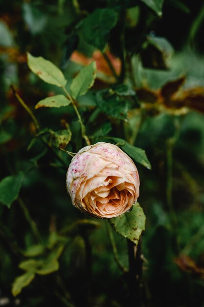 Photo flowers of pink climbing roses closeup in sunny summer day