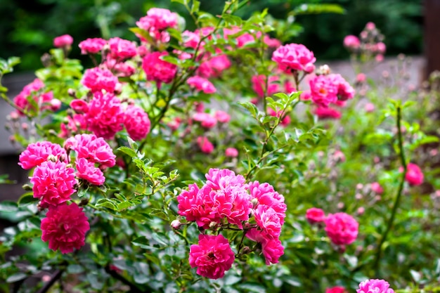 Flowers of pink climbing roses closeup