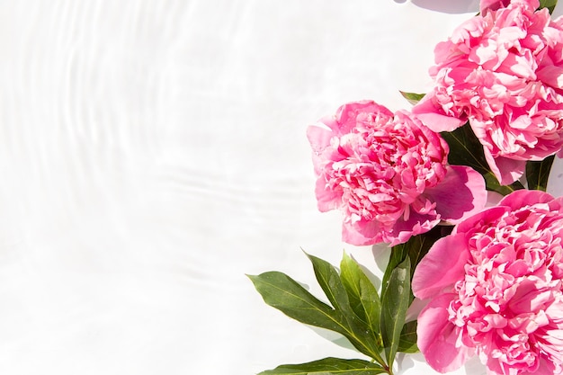 Flowers pink peonies floating on the water Top view flat lay