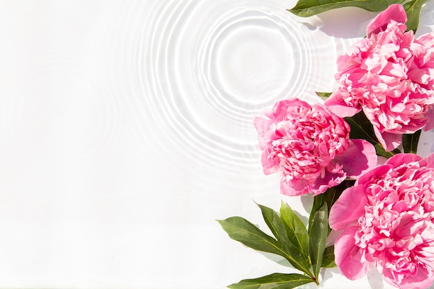 Flowers pink peonies floating on the water Top view flat lay