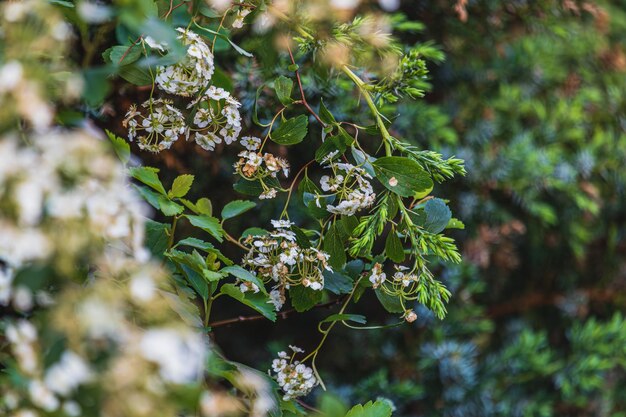 Photo flowers plant and conifers tree abstract detail