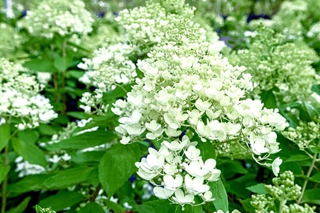 Flowers of the plant hydrangea paniculata close up