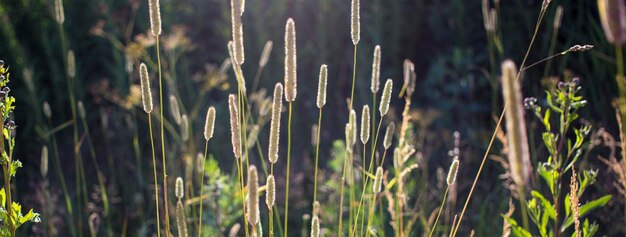 Flowers of plantain in early morning sun Seeds In Bokeh High quality photo