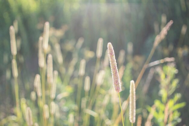 Flowers of plantain in early morning sun Seeds In Bokeh High quality photo