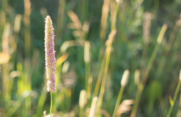 Flowers of plantain in early morning sun Seeds In Bokeh High quality photo