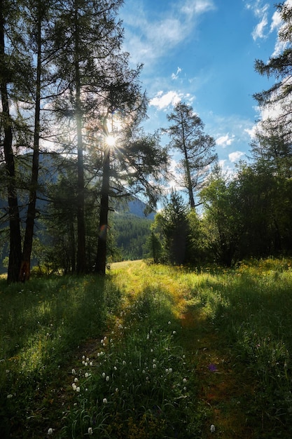 Flowers and plants Mountain valley of the Altai Mountains fabulous wildlife landscape amazing plants closeup Hike