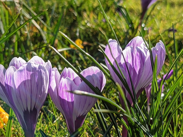 flowers and plants