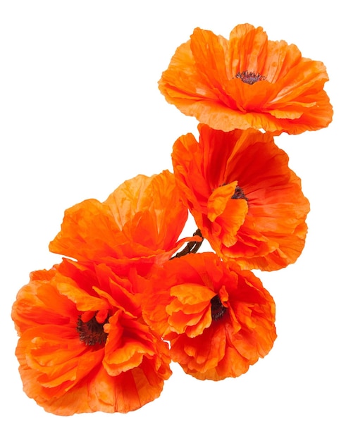 Flowers poppies isolated on a white background. Flat lay, top view