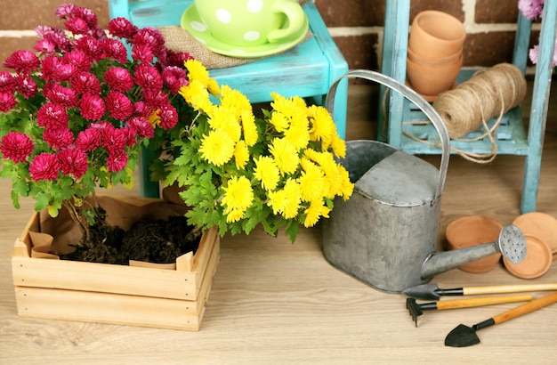 Flowers in pot on chair potting soil watering can and plants on floor on bricks background Planting flowers concept