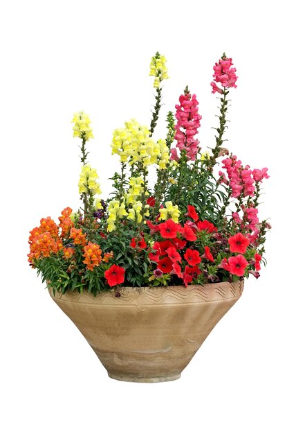 Flowers in a pot on a white background