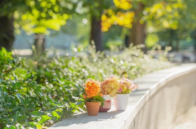 flowers in pots in sunlight outdoor