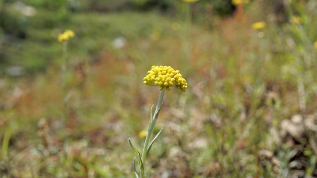 Flowers of Pseudognaphalium affine used to make rice flour pastry for the Qingming Festival Also known as Gnaphalium affin Helichrysum affine Gnaphalium javanicum