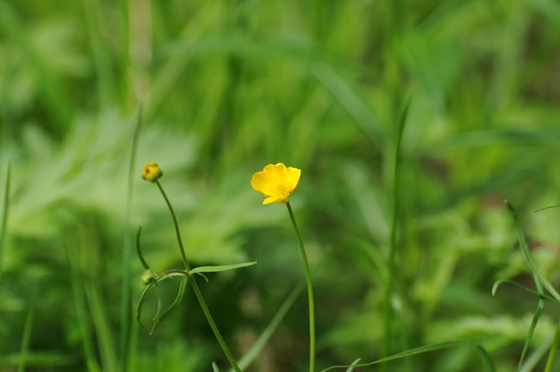 Flowers of the pungent buttercup Ranunculus acris on a May morning Moscow region Russia