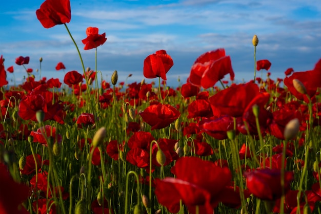 Flowers Red poppies blossom on wild field The remembrance poppy poppy field Flower for Remembrance Day Memorial Day Anzac Day in New Zealand Australia Canada and Great Britain