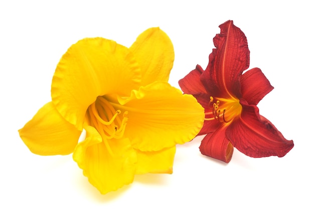 Flowers of red and yellow hemerocallis daylily isolated on a white background