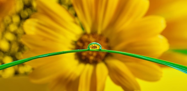 Flowers reflected in rain drops flower mirroring in drops