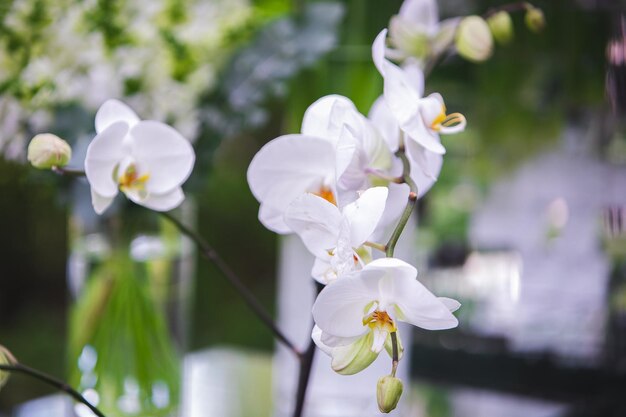 flowers in a restaurant served table Basket with flowers kibana wedding floristry