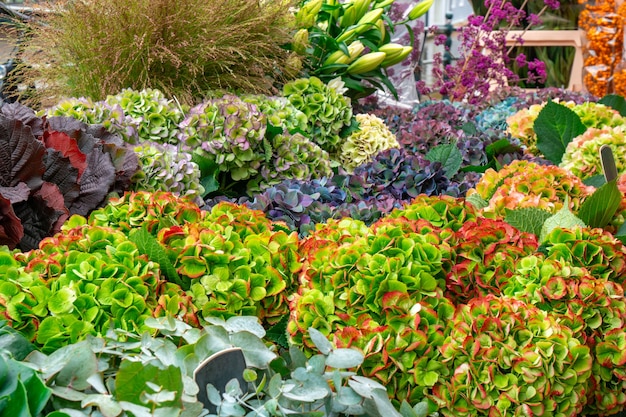 Flowers for sale at a flower market, Amsterdam, The Netherlands. Flora.