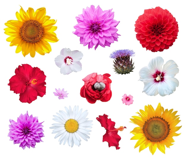 Flowers set isolated on white background