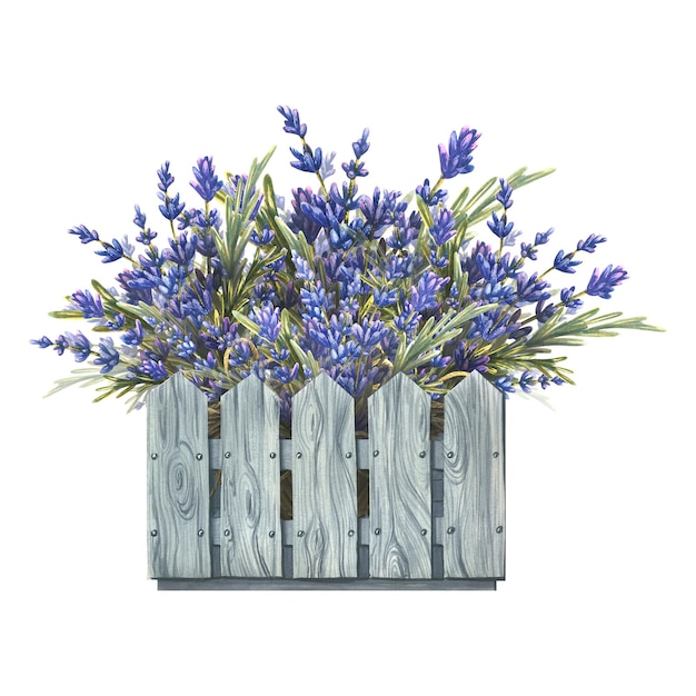 Flowers and sprigs of lavender a bouquet in a wooden gray box Watercolor illustration The composition of a large set of LAVENDER SPA For the design and decoration of a logo postcard poster