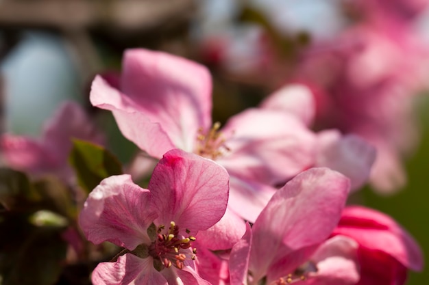 Flowers in the spring season