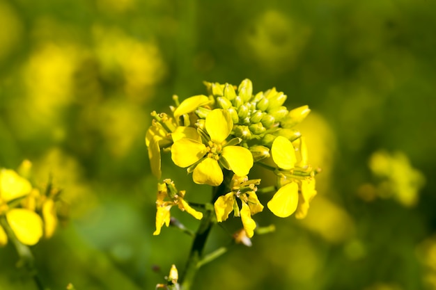 Flowers in the spring season