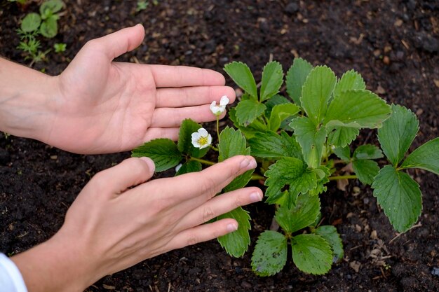 Flowers of strawberry in garden Caucasian