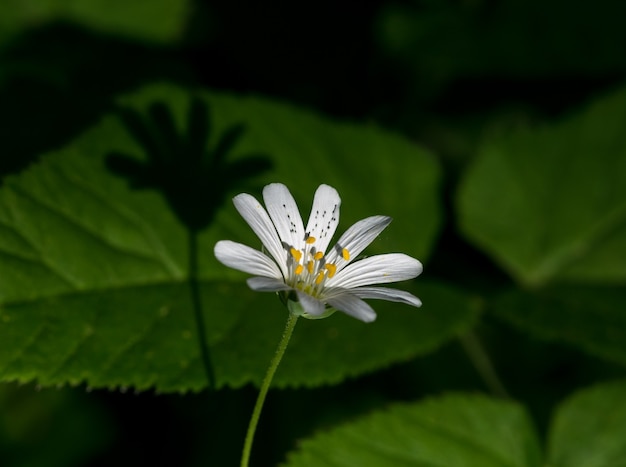 flowers in summer.