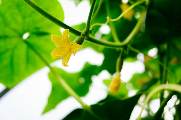 Flowers tendrils and fruits of cucumbers growing in a greenhouse