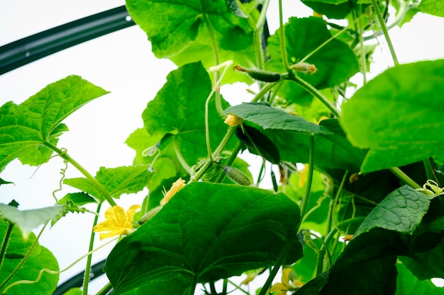 Flowers tendrils and fruits of cucumbers growing in a greenhouse