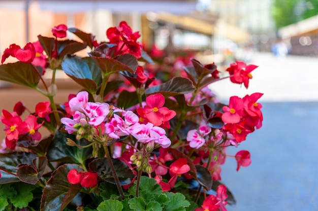 Flowers on the terrace in the restaurant