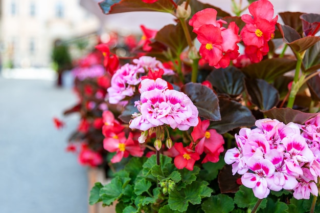 Flowers on the terrace in the restaurant