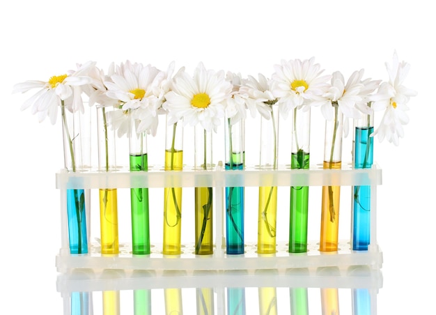 Flowers in test tubes isolated on blue background